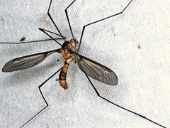 Leptotarsus clavatus