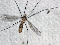 Leptotarsus clavatus
