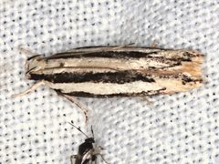 Ardozyga chionoprora