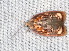 Eochrois sarcoxantha