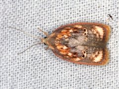 Eochrois sarcoxantha