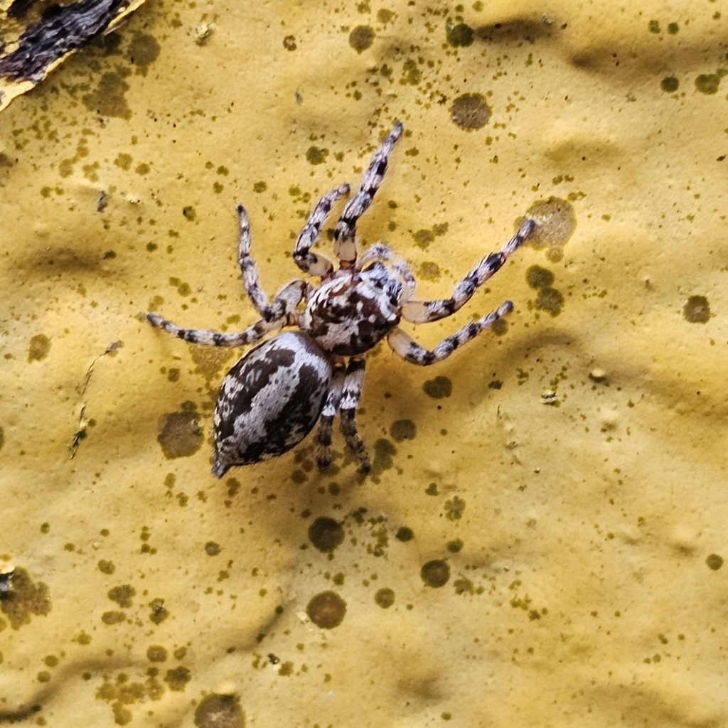 Typical Jumping Spiders from XF42+J5, Panamá, Provincia de Panamá ...