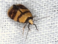 Heteroteucha translatella