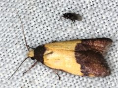 Heteroteucha kershawi