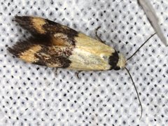 Temnogyropa stenomorpha