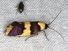 Telecrates laetiorella