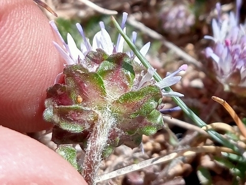 Image of Jasione crispa by (c) Andrés Romero Bravo, some rights reserved (CC BY)