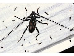 Phoracantha tricuspis