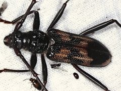 Phoracantha tricuspis