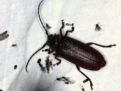 Cacodacnus planicollis