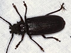 Cacodacnus planicollis