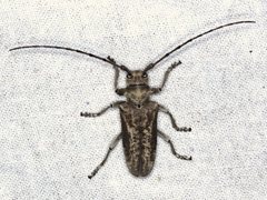 Acalolepta
