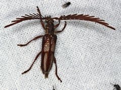 Piesarthrius marginellus