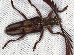 Piesarthrius marginellus