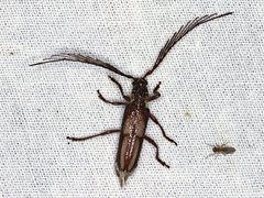 Piesarthrius marginellus