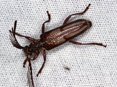 Piesarthrius marginellus