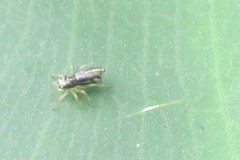 Phintella bifurcilinea