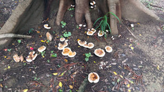 Ganoderma multipileum