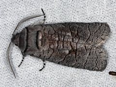 Culama suffusca
