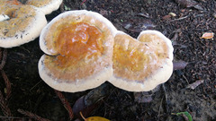 Ganoderma multipileum