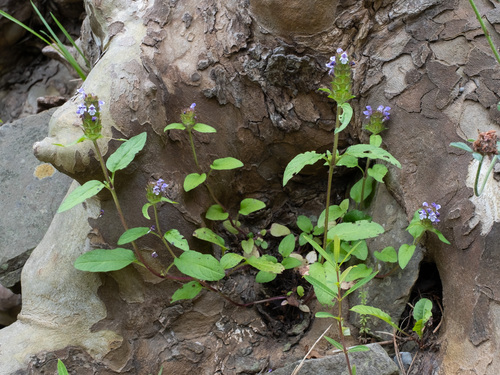 Prunella vulgaris