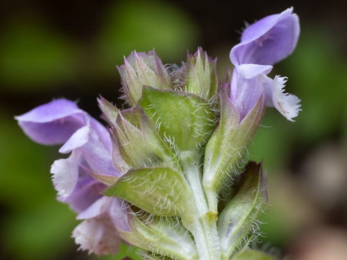 Prunella vulgaris