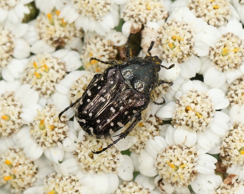 Kvapusis auksavabalis nuotrauka