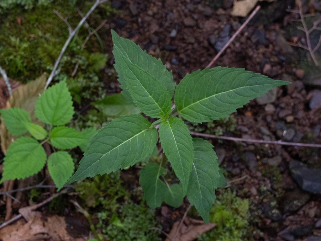 Monarda didyma, Pocahontas County, WV, USA