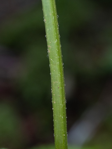Monarda didyma