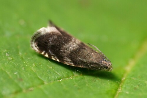Little Oak Piercer