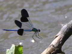 Calopteryx syriaca