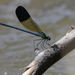 Syrian Demoiselle - Photo (c) עומר וינר, some rights reserved (CC BY-NC), uploaded by עומר וינר