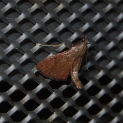 Endotricha theonalis