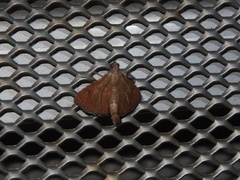 Endotricha theonalis