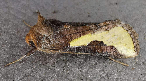 Thysanoplusia orichalcea