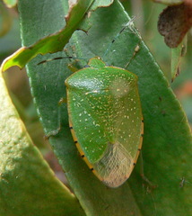 Chinavia pallidoconspersa