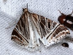 Phrataria replicataria