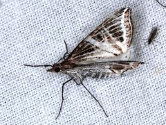 Phrataria transcissata