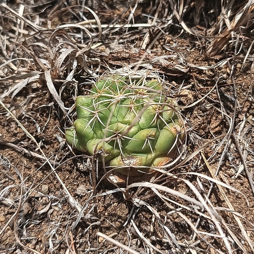 Image of Coryphantha elephantidens by (c) Ricardo Betancourt Sánchez, some rights reserved (CC BY)