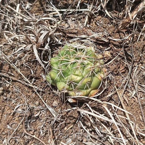 Image of Coryphantha elephantidens by (c) Ricardo Betancourt Sánchez, some rights reserved (CC BY)