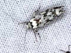 Lichenaula calligrapha