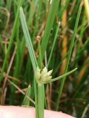 Cyperus laevigatus