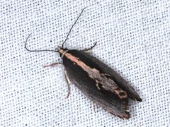 Archaereta dorsivittella