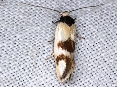 Antipterna trilicella