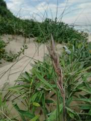 Thinopyrum distichum