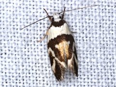 Eremnotypa steriphota
