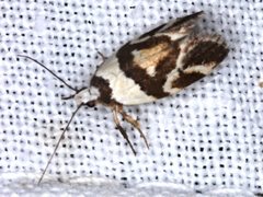 Eremnotypa steriphota