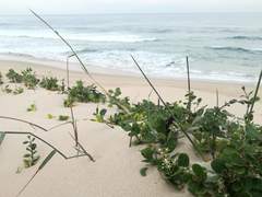 Cynanchum natalitium