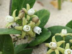 Cynanchum natalitium