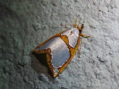 Titulcia confictella